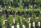 Woodville NSWplant-nursery-14.jpg; ?>